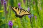 Eastern Tiger Swallowtail on Prairie blazing star-Rock Cave Nature Preserve-Effingham County-IL Art Print